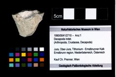 Foto (Objekt + Etikett) von Decapoda indet.  (NHMW-GEO-1990-0041-2710)